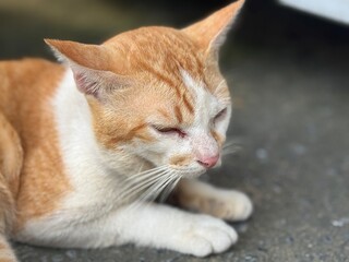 close up of cat © Thanakits