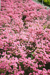 Obraz premium 満開に咲き誇る鮮やかなピンクのツツジの花（背景素材） 