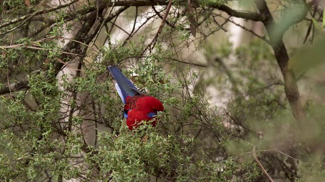 Crimson Rosella Parrot Perched in Dense Eucalyptus Foliage