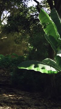 Sunlight filters through a dense forest, illuminating vibrant leaves. A sense of peace surrounds this lush natural scene, inviting exploration and tranquility in the wilderness.