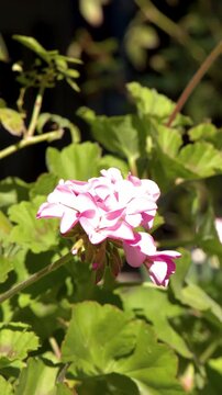 Pink Geranium Flower Blooming in a Sunny Garden