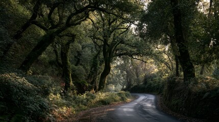 Fototapeta premium Serene winding road through lush green forest with dappled sunlight filtering through majestic trees in a tranquil nature setting