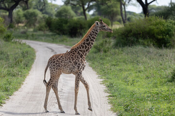 Young giraffe crossing a dirt road in Tarangire National Park. © Taha