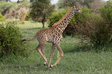 Obraz premium Young giraffe galloping through the Serengeti grasslands.