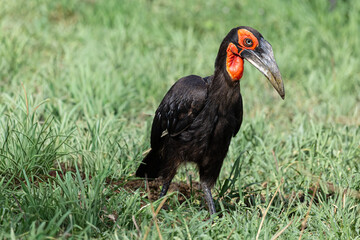 Southern Ground Hornbill foraging in Kruger National Park, South Africa. © Taha