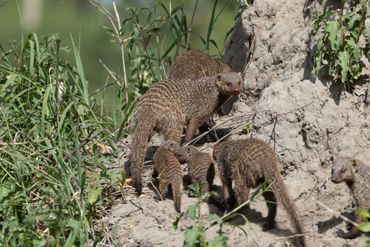 Banded mongooses gather at a termite mound in the Serengeti.