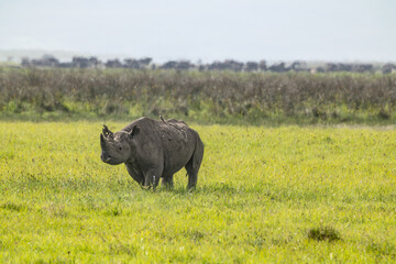 A black rhinoceros roaming the Serengeti National Park. © Taha