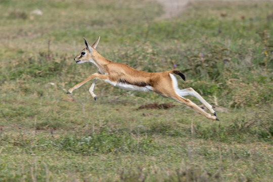 A Thomson&rsquo;s gazelle leaping across the Serengeti plains.