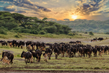 A herd of wildebeest grazing in the Serengeti at sunset. © Taha