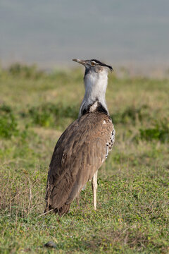 A Kori bustard standing in the Ngorongoro Crater.