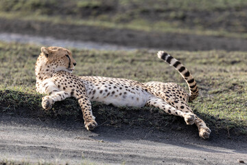Cheetah resting on a mound in the Serengeti. © Taha