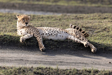 A cheetah rests on a dirt mound in Serengeti. © Taha
