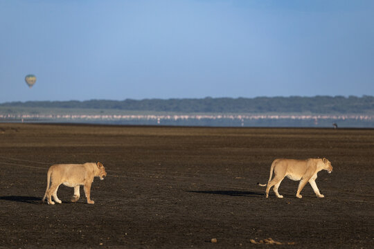 Lions walk across the plains of Lake Manyara, Tanzania.