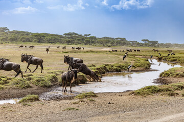 Obraz premium Wildebeests gathering at a watering hole in the Serengeti.