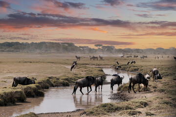 Obraz premium Wildebeest and storks at sunset, Serengeti National Park.