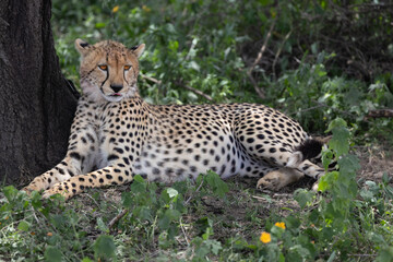 A cheetah rests under a tree in Serengeti National Park. © Taha