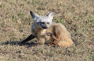 Fototapeta premium Bat-eared fox resting in the Serengeti National Park.