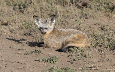 Fototapeta premium Bat-eared fox resting in Serengeti National Park.