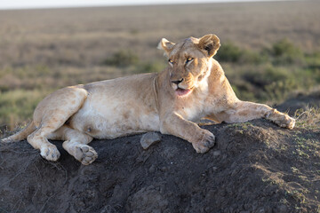 Lioness resting on a mound in Serengeti National Park. © Taha