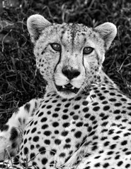 A portrait of a cheetah in the Serengeti. © Taha