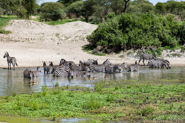 Zebras and a wildebeest gather at a Serengeti watering hole. © Taha