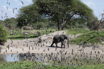 Obraz premium Elephant and zebras at a waterhole in Tarangire National Park.