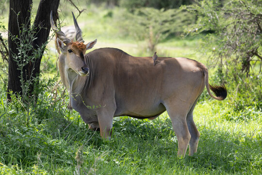 A large eland standing in the Serengeti plains.