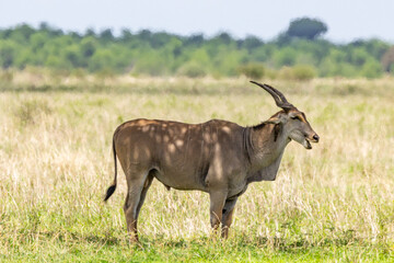 Common eland in the grasslands of Serengeti National Park. © Taha