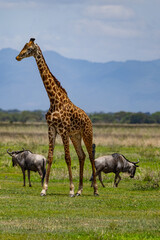 Giraffe and wildebeest in the Serengeti National Park. © Taha