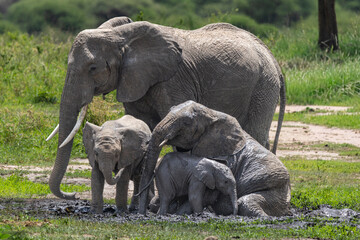 African elephant family wallowing in mud in Serengeti National Park. © Taha