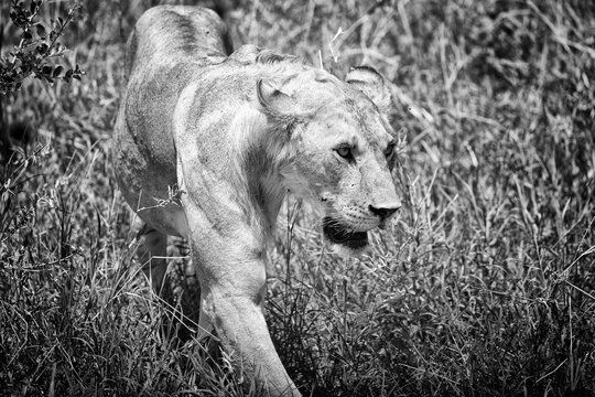 A lion prowls through the tall Serengeti grasslands.