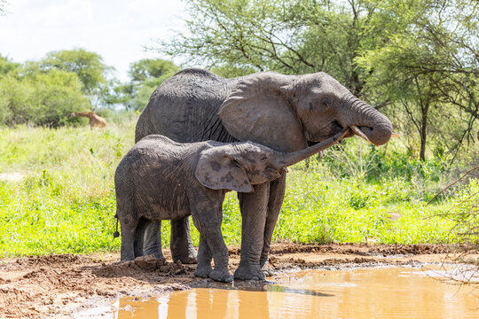 Elephants at a waterhole in Tarangire National Park.