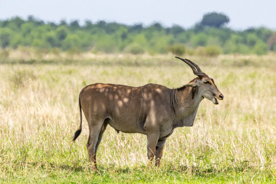 Common eland in the grasslands of Serengeti National Park.
