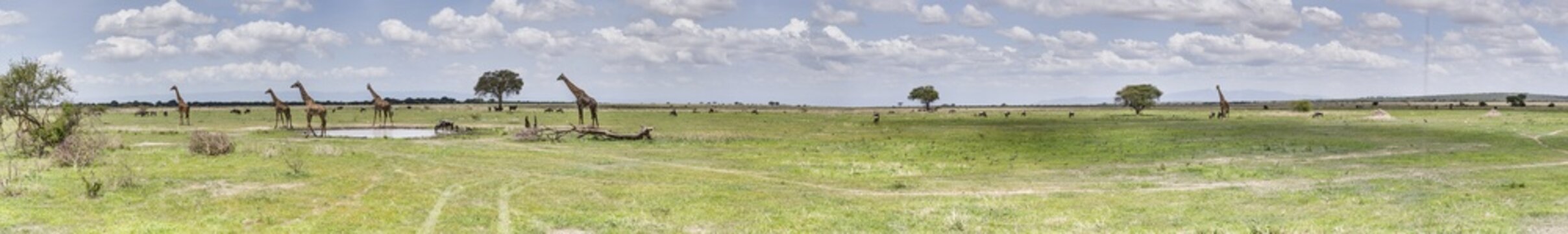 Giraffes and wildebeest in the Serengeti National Park savanna.