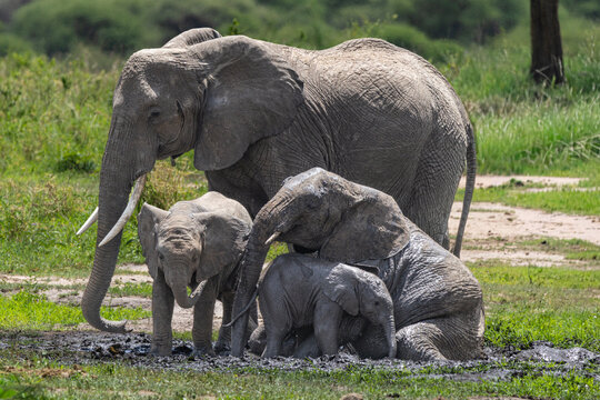 African elephant family wallowing in mud in Serengeti National Park.