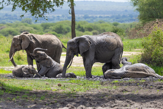 Elephants playing in mud at Tarangire National Park.