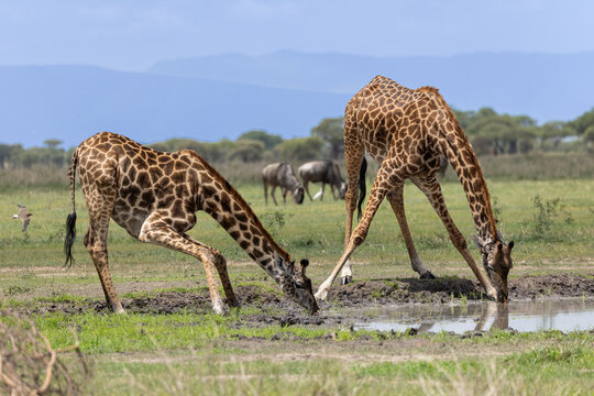 Two giraffes drinking at a Serengeti National Park waterhole.