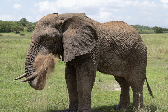 Elephant takes a dust bath in Serengeti National Park.