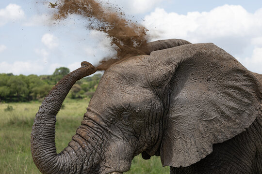 An elephant takes a dust bath in the Serengeti.