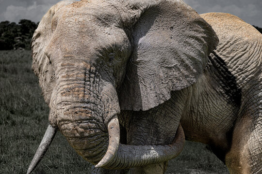 Portrait of an African elephant in the Maasai Mara.