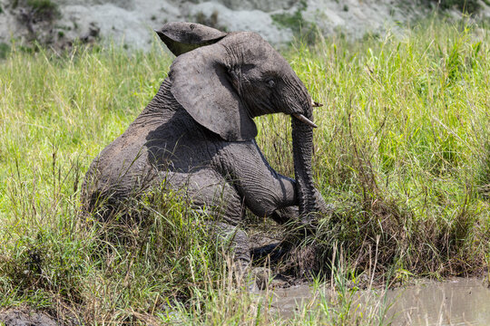 Young elephant sitting in mud at Serengeti National Park.