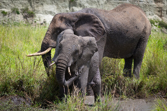 Two elephants bathing in Kenya's Maasai Mara National Reserve.
