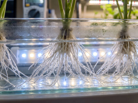 Hydroponic plant roots growing in clear nutrient water inside glass container with glowing led backlight modern agritech and biotechnology farming concept