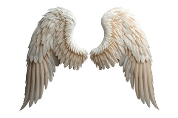 Obraz premium Compact white feathered angel wings with curled tips