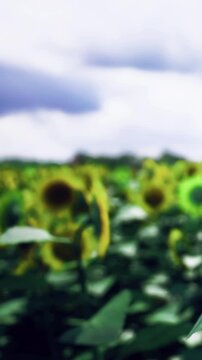 Colorful sunflowers dance gracefully with the breeze in a lush green field. Under a cloudy summer sky, nature shows its beauty and charm, creating a peaceful atmosphere for all.