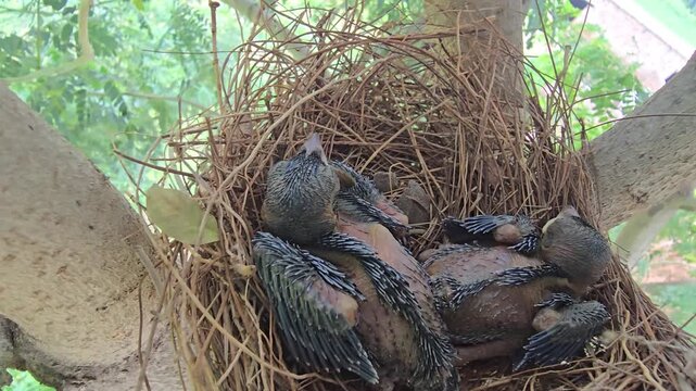 Newborn Drongo  baby birds in nest, wild avian hatchlings resting in twig birdhouse, close up of young chicks in natural habitat tree