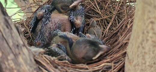 Newborn Drongo  baby birds in nest, wild hatchlings resting in straw birdhouse, close-up of featherless avian chicks in natural habitat © khalil