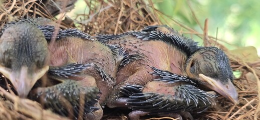 Newborn Drongo  baby birds in nest, hatchling chicks with developing feathers, wild avian offspring in natural straw habitat, close up of young birds © khalil