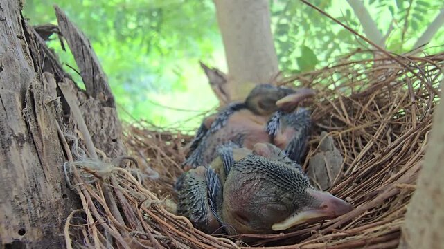 Newborn Drongo  baby birds sleeping in nest, tiny hatchlings resting in straw birdhouse, close up of wild avian chicks in natural habitat