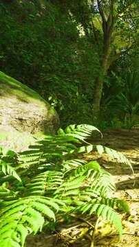 Sunlight filters through the trees, casting gentle shadows on a serene forest trail. Vibrant ferns flourish beside a large rock, creating a peaceful and inviting atmosphere.